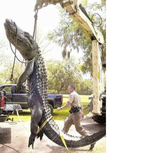 Lake Conroe Alligator