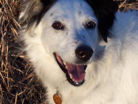 Border Collie smile