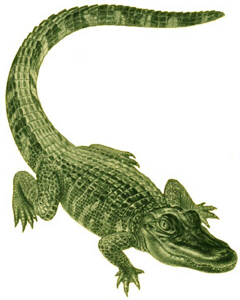 Alligator