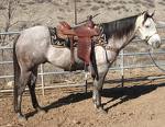 Dobey Grey Mare