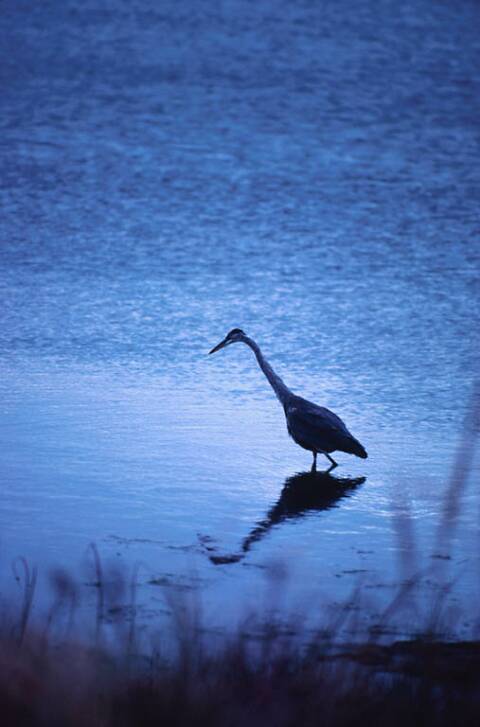 Roseate spoonbill