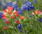 Indian Paintbrush and bluebonnet flowers