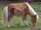 Shetland pony